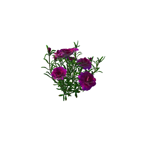 Flower Moss Rose1 6